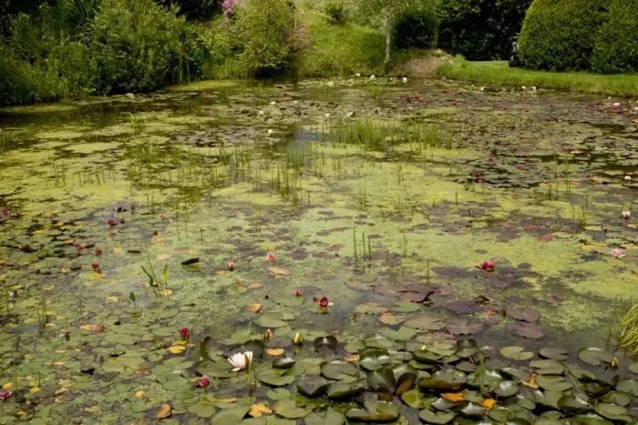 Framed Print : Waterlilies flowering in large garden pond, Waterlily Lake, Bennetts Water Gardens, Weymouth, Dorset, England, July Framed Print : Waterlilies flowering in large garden pond, Waterlily Lake, Bennetts Water Gardens, Weymouth, Dorset, England, July