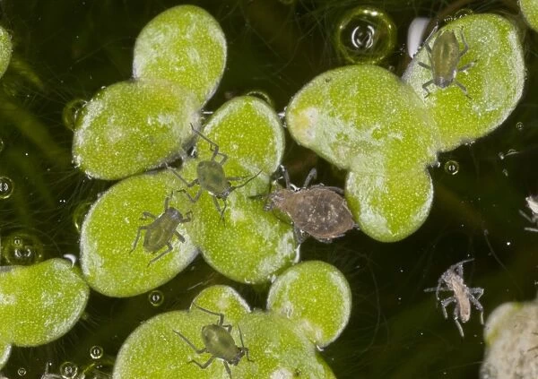 Waterlily Aphid (Rhopalosiphum nymphaeae) adult and young, on Common Duckweed (Lemna minor) leaves in garden pond