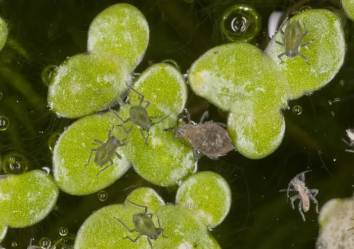 Framed Print : Waterlily Aphid (Rhopalosiphum nymphaeae) adult and young, on Common Duckweed (Lemna minor) leaves in garden pond Framed Print : Waterlily Aphid (Rhopalosiphum nymphaeae) adult and young, on Common Duckweed (Lemna minor) leaves in garden pond