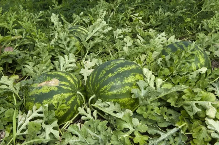 Framed Print : Watermelon (Citrullus vulgaris) fruit, organic crop growing in field, Pennsylvania, U. S. A. september Framed Print : Watermelon (Citrullus vulgaris) fruit, organic crop growing in field, Pennsylvania, U. S. A. september