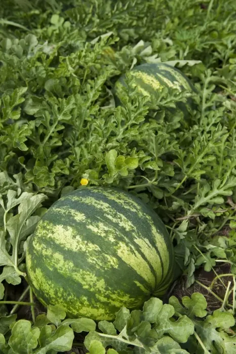 Framed Print : Watermelon (Citrullus vulgaris) fruit, organic crop growing in field, Pennsylvania, U. S. A. september Framed Print : Watermelon (Citrullus vulgaris) fruit, organic crop growing in field, Pennsylvania, U. S. A. september