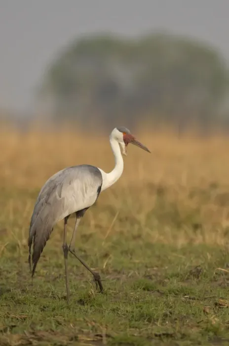 Framed Print : Wattled Crane (Bugeranus carunculatus) adult, standing on grassy plain, Kafue N. P. Zambia, September Framed Print : Wattled Crane (Bugeranus carunculatus) adult, standing on grassy plain, Kafue N. P. Zambia, September