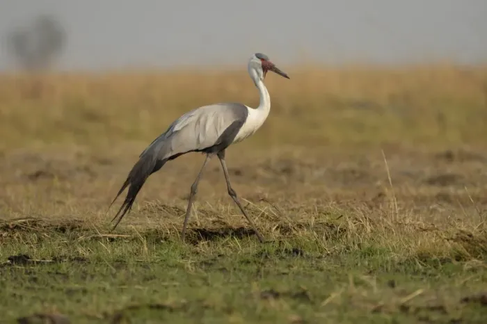 Framed Print : Wattled Crane (Bugeranus carunculatus) adult, walking on grassy plain, Kafue N. P. Zambia, September Framed Print : Wattled Crane (Bugeranus carunculatus) adult, walking on grassy plain, Kafue N. P. Zambia, September
