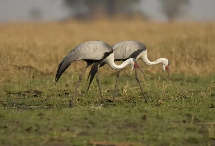 Framed Print : Wattled Crane (Bugeranus carunculatus) adult pair, foraging, walking on grassy plain, Kafue N. P. Zambia, September Framed Print : Wattled Crane (Bugeranus carunculatus) adult pair, foraging, walking on grassy plain, Kafue N. P. Zambia, September