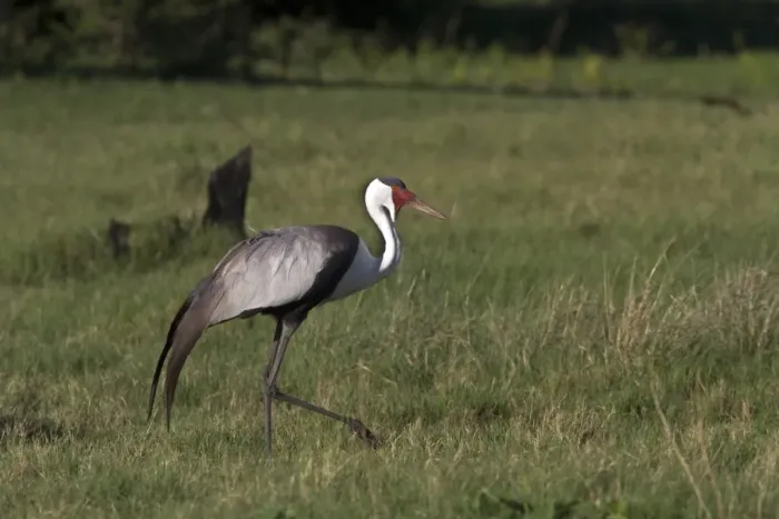 Framed Print : Wattled Crane near Kwara Bostwana. An endangered species Framed Print : Wattled Crane near Kwara Bostwana. An endangered species