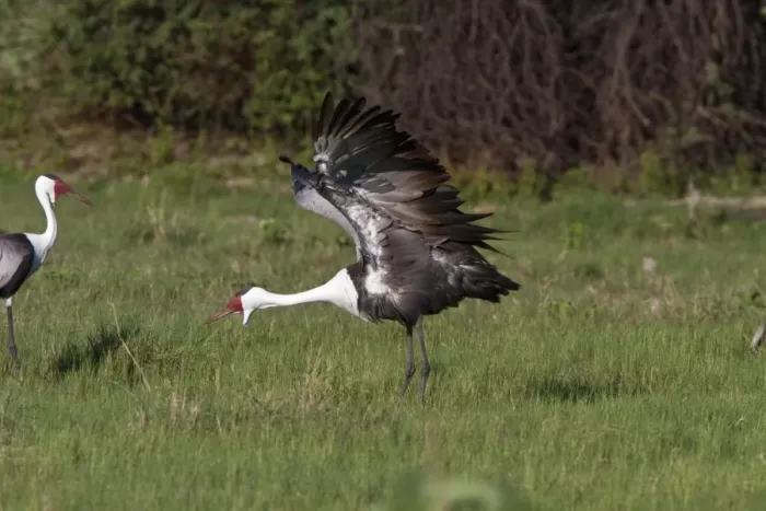 Framed Print : Wattled Crane near Kwara Bostwana. An endangered species Framed Print : Wattled Crane near Kwara Bostwana. An endangered species