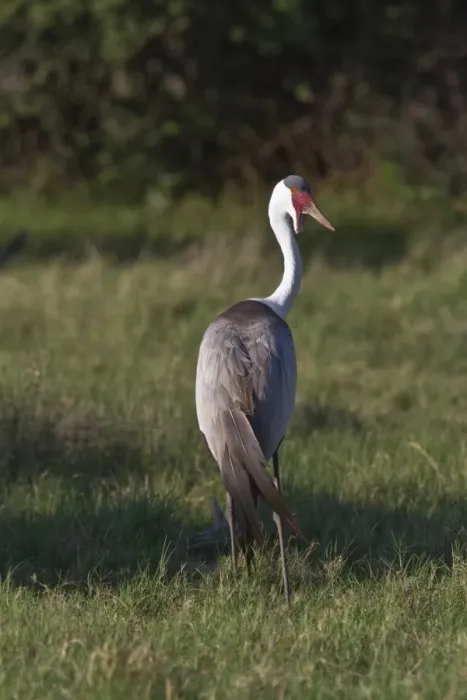 Framed Print : Wattled Crane near Kwara Bostwana. An endangered species Framed Print : Wattled Crane near Kwara Bostwana. An endangered species
