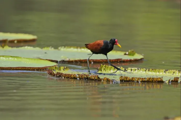 Framed Print : Wattled Jacana (Jacana jacana) adult, walking on giant waterlily leaf, Rupununi, Guyana Framed Print : Wattled Jacana (Jacana jacana) adult, walking on giant waterlily leaf, Rupununi, Guyana