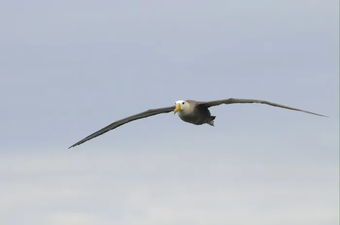 Framed Print : Waved Albatross (Diomedea irrorata) adult, in flight, Galapagos Islands Framed Print : Waved Albatross (Diomedea irrorata) adult, in flight, Galapagos Islands