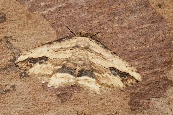 Framed Print : Waved Umber (Menophra abruptaria) adult male, resting on bark in garden, Thirsk, North Yorkshire, England, May Framed Print : Waved Umber (Menophra abruptaria) adult male, resting on bark in garden, Thirsk, North Yorkshire, England, May