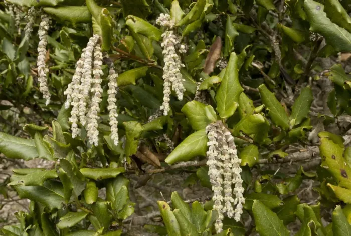 Framed Print : Wavyleaf Silktassle (Garrya elliptica) close-up of male catkins, Califonia, U. S. A. February Framed Print : Wavyleaf Silktassle (Garrya elliptica) close-up of male catkins, Califonia, U. S. A. February
