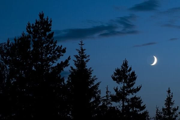 Waxing Crescent Moon, above spruce forest at night, Bieszczady N. P. Bieszczady Mountains, Outer Eastern Carpathians
