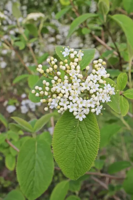 Framed Print : Wayfaring Tree (Viburnum lantana) close-up of flowers and leaves, growing in woodland, Vicarage Plantation, Mendlesham