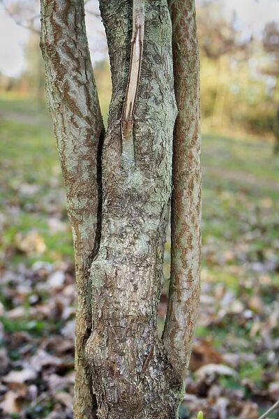 Wayfaring Tree (Viburnum lantana) close-up of trunk, growing in woodland, Vicarage Plantation, Mendlesham, Suffolk