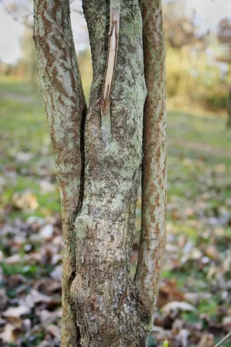 Framed Print : Wayfaring Tree (Viburnum lantana) close-up of trunk, growing in woodland, Vicarage Plantation, Mendlesham, Suffolk Framed Print : Wayfaring Tree (Viburnum lantana) close-up of trunk, growing in woodland, Vicarage Plantation, Mendlesham, Suffolk