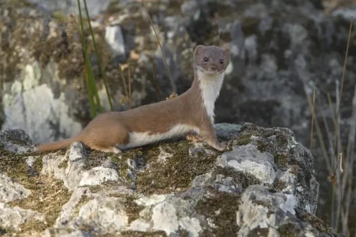 Framed Print : Weasel (Mustela nivalis) adult, standing alert on rock beside stream, Extremadura, Spain, september
