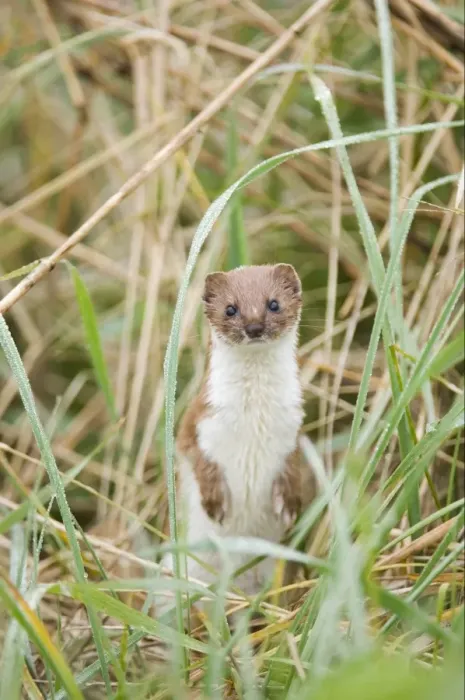 Framed Print : Weasel (Mustela nivalis) adult, standing on hind legs, East Bank, Cley, Norfolk, England, april Framed Print : Weasel (Mustela nivalis) adult, standing on hind legs, East Bank, Cley, Norfolk, England, april