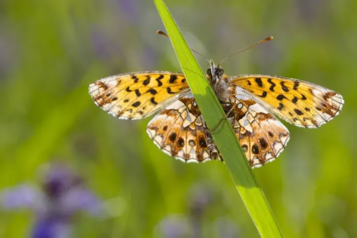 Framed Print : Weavers Fritillary (Boloria dia) adult, resting on grass, Col de Calzan, Ariege Pyrenees, Midi-Pyrenees, France, May Framed Print : Weavers Fritillary (Boloria dia) adult, resting on grass, Col de Calzan, Ariege Pyrenees, Midi-Pyrenees, France, May