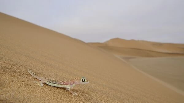 Web-footed Gecko (Pachydactylus rangei) adult, standing on sand dune in desert habitat, Namib Desert, Namibia, February