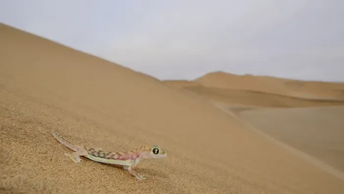 Framed Print : Web-footed Gecko (Pachydactylus rangei) adult, standing on sand dune in desert habitat, Namib Desert, Namibia, February