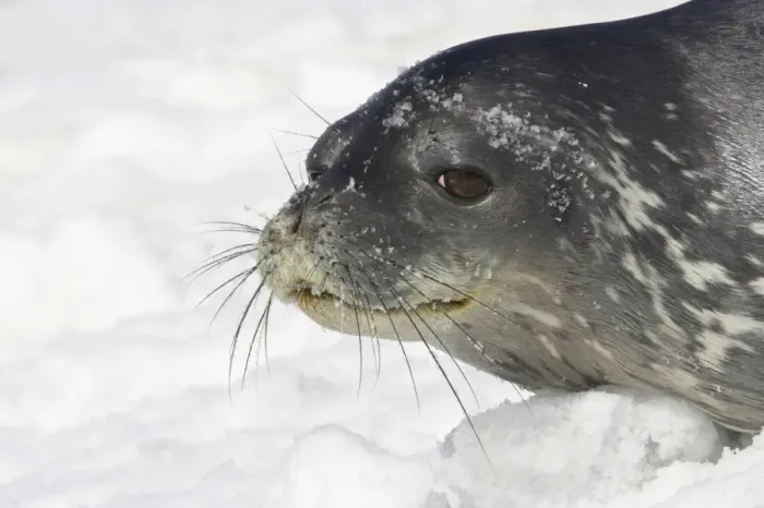 Framed Print : Weddell Seal (Leptonychotes weddellii) adult, close-up of head, resting on snow, Half Moon Island, South Shetland Islands, Antarctica Framed Print : Weddell Seal (Leptonychotes weddellii) adult, close-up of head, resting on snow, Half Moon Island, South Shetland Islands, Antarctica