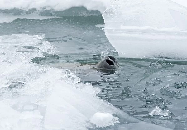 Weddell Seal (Leptonychotes weddellii) adult, nostrils at surface of water, breathing though hole in sea ice, Weddell Sea, Antarctica, november