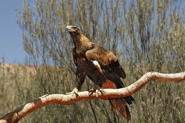 Wedge-tailed Eagle (Aquila audax) adult, perched on branch, Uluru-Kata Tjuta N. P