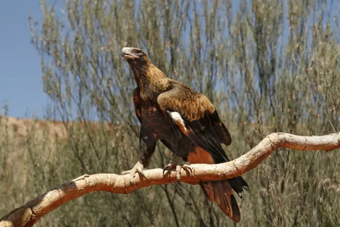Framed Print : Wedge-tailed Eagle (Aquila audax) adult, perched on branch, Uluru-Kata Tjuta N. P Framed Print : Wedge-tailed Eagle (Aquila audax) adult, perched on branch, Uluru-Kata Tjuta N. P