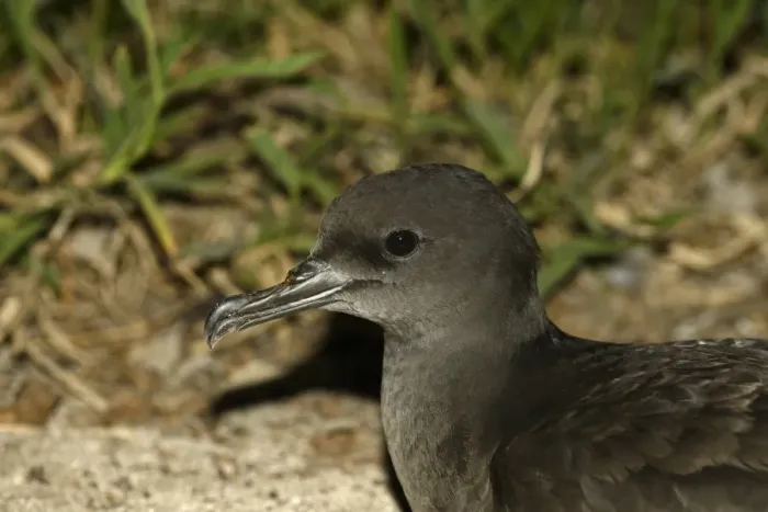 Framed Print : Wedge-tailed Shearwater (Puffinus pacificus) adult, close-up of head, on land at night, Queensland, Australia, November Framed Print : Wedge-tailed Shearwater (Puffinus pacificus) adult, close-up of head, on land at night, Queensland, Australia, November