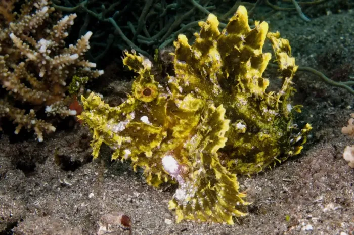 Framed Print : Weedy Scorpionfish (Rhinopias frondosa) adult, Lembata Island, Solor Archipelago, Lesser Sunda Islands, Indonesia Framed Print : Weedy Scorpionfish (Rhinopias frondosa) adult, Lembata Island, Solor Archipelago, Lesser Sunda Islands, Indonesia