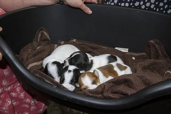 two week old Jack Russell puppies