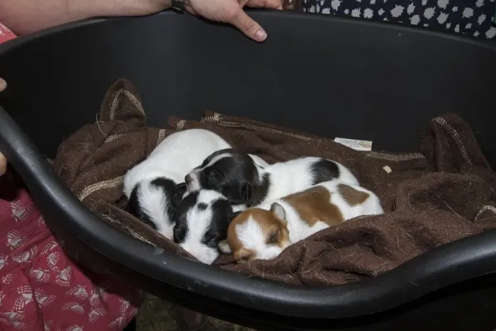 Framed Print : two week old Jack Russell puppies Framed Print : two week old Jack Russell puppies