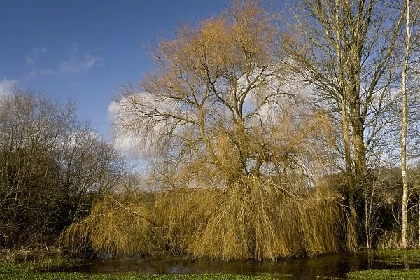 Weeping Willow (Salix babylonica) introduced species, habit, bare tree in winter, Turnerspuddle, Dorset, England