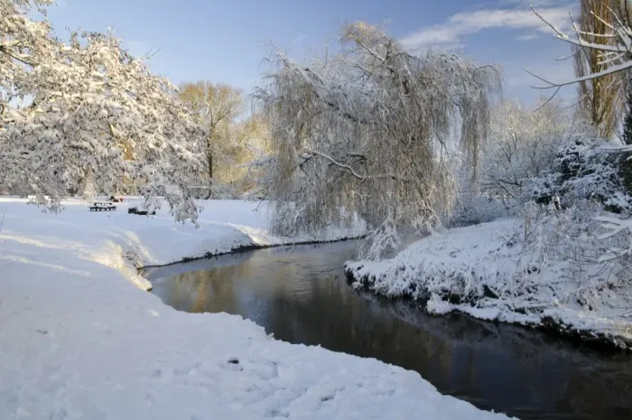 Framed Print : Weeping Willow (Salix x sepulcralis) habit, growing on snow covered riverbank habitat, Cod Beck, Thirsk