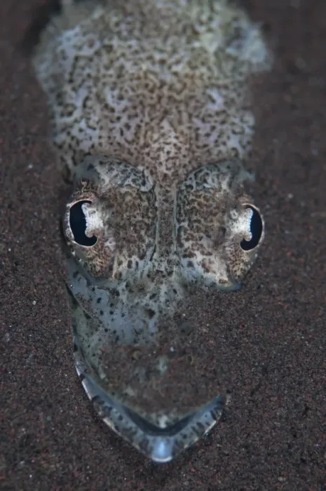 Framed Print : Welanders Flathead (Rogadius welanderi) adult, close-up of head, resting on sand, Seraya, Bali, Lesser Sunda Islands Framed Print : Welanders Flathead (Rogadius welanderi) adult, close-up of head, resting on sand, Seraya, Bali, Lesser Sunda Islands