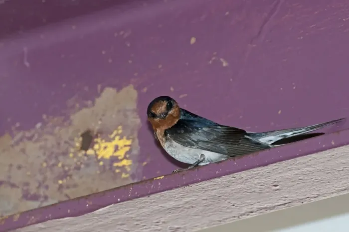 Framed Print : Welcome Swallow (Hirundo neoxena) adult, standing on building ledge, Cairns, Queensland, Australia Framed Print : Welcome Swallow (Hirundo neoxena) adult, standing on building ledge, Cairns, Queensland, Australia