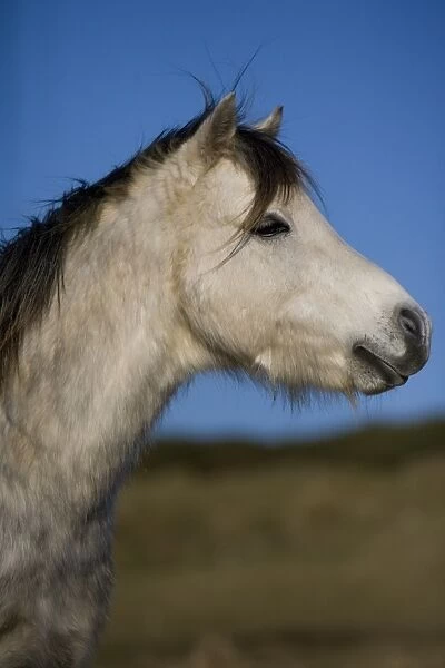 Welsh Mountain Pony, stallion, close-up of head, Pembrokeshire, Wales, january