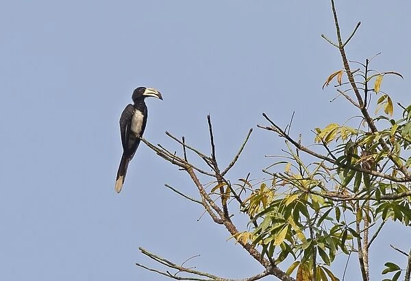 West African Pied Hornbill (Lophoceros semifasciatus) adult, perched on branch, Abrafo Village Forest, Ghana, February