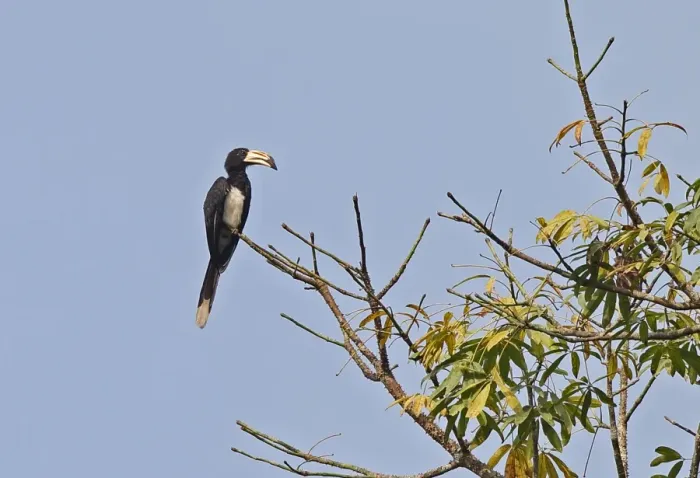 Framed Print : West African Pied Hornbill (Lophoceros semifasciatus) adult, perched on branch, Abrafo Village Forest, Ghana, February Framed Print : West African Pied Hornbill (Lophoceros semifasciatus) adult, perched on branch, Abrafo Village Forest, Ghana, February