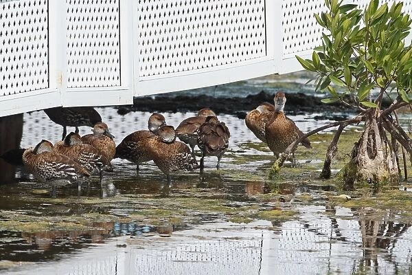 West Indian Whistling-duck (Dendrocygna arborea) flock, resting under shade of house beside lagoon in mangrove swamp