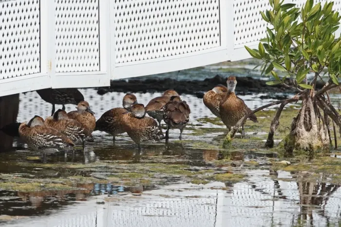 Framed Print : West Indian Whistling-duck (Dendrocygna arborea) flock, resting under shade of house beside lagoon in mangrove swamp Framed Print : West Indian Whistling-duck (Dendrocygna arborea) flock, resting under shade of house beside lagoon in mangrove swamp