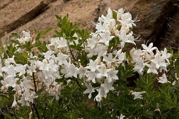 Western Azalea (Rhododendron occidentale) flowering, Klamath Mountains, Northern California, U. S. A. july