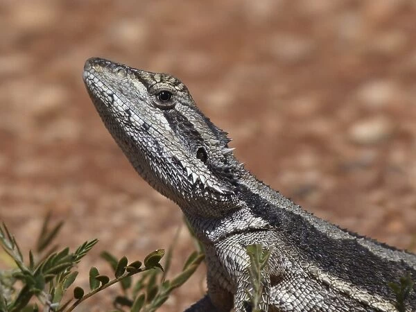 Western Bearded Dragon (Pogona minor) adult, close-up of head, Western Australia, Australia