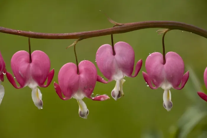 Framed Print : Western Bleeding Heart (Dicentra formosa) close-up of flowers, after rain Framed Print : Western Bleeding Heart (Dicentra formosa) close-up of flowers, after rain