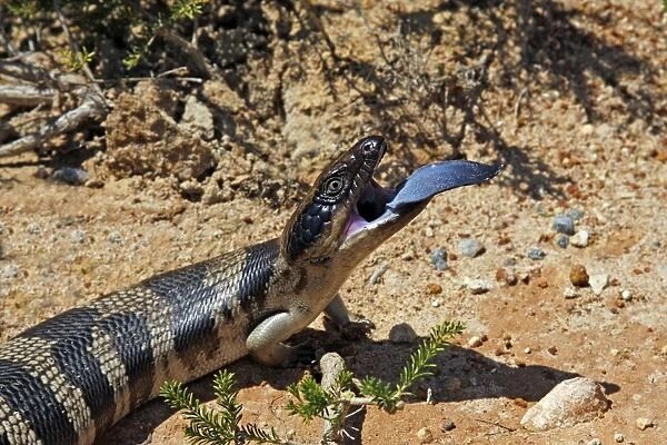 Western Blue-tongued Skink (Tiliqua occipitalis) adult, sticking out blue tongue in defensive behaviour