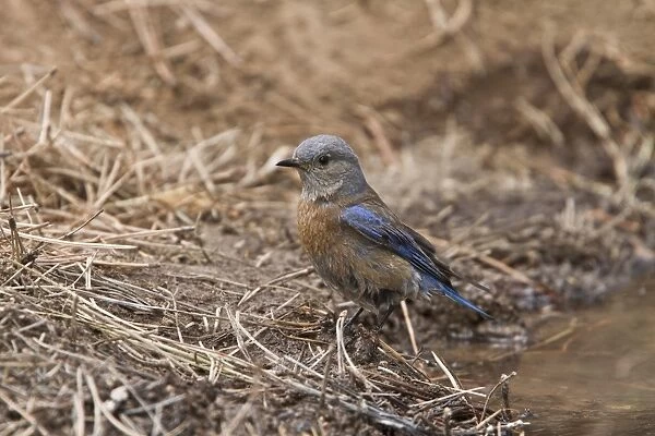 Western Bluebird female bird at drinking pool - Utah USA