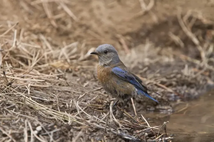 Framed Print : Western Bluebird female bird at drinking pool - Utah USA