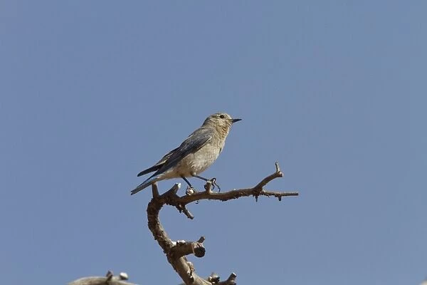 Western Bluebird female bird - Utah USA