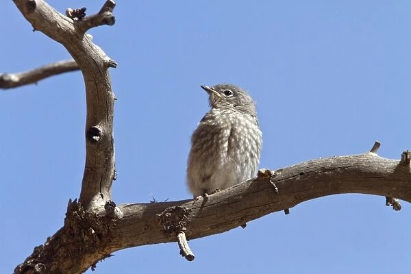Western Bluebird juvenile bird - Utah USA