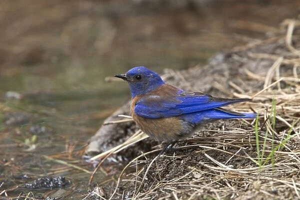 Western Bluebird male bird at drinking pool - Utah USA